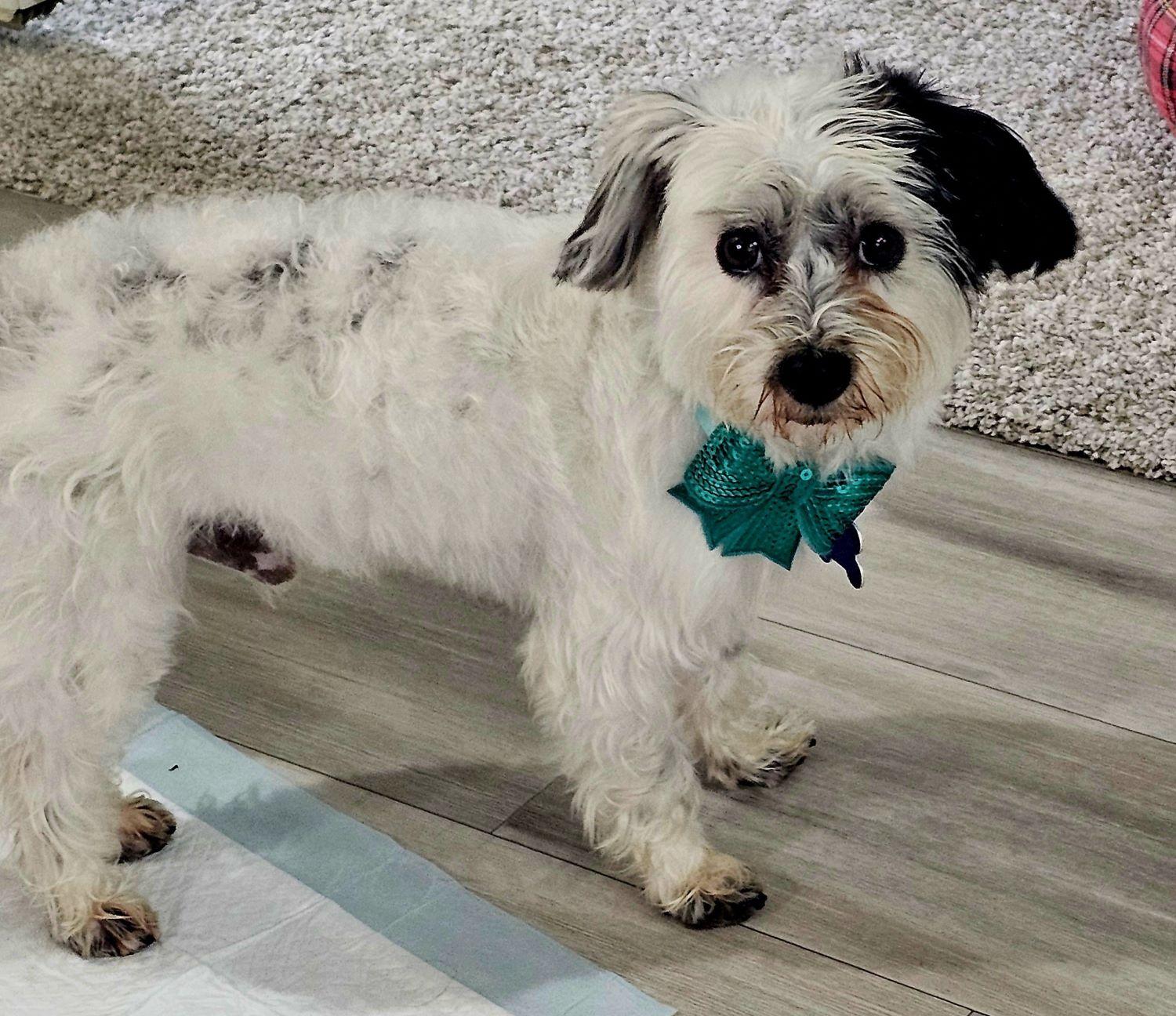 Panda, Adoptable, Young Male Poodle & Terrier.