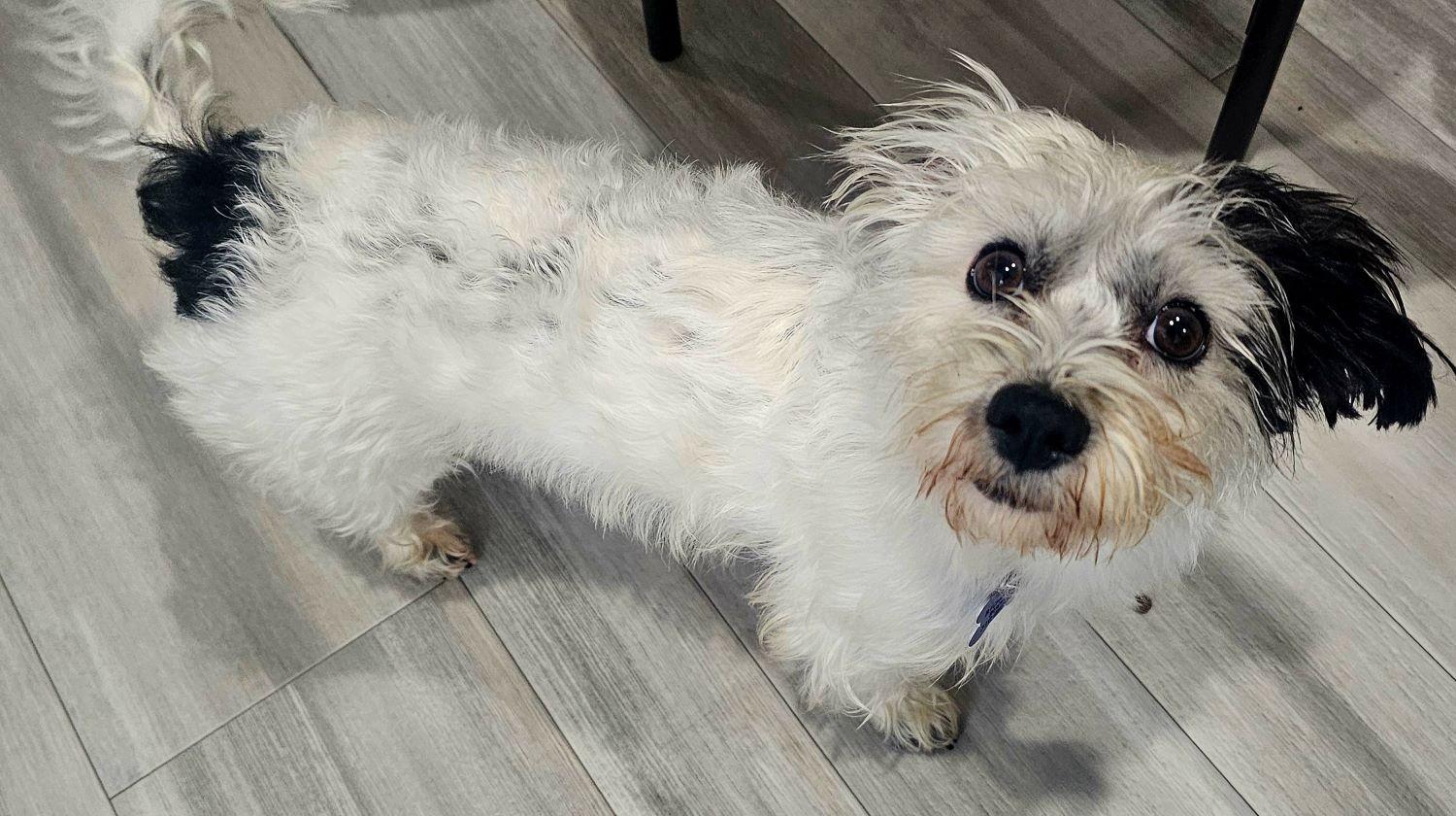 Enlarge Panda, a Adoptable mixed breed in Los Angeles, CA image 2/3