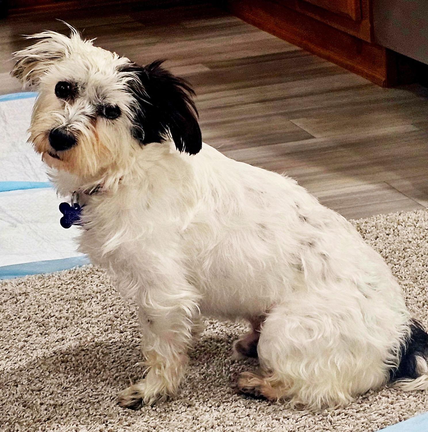 Enlarge Panda, a Adoptable mixed breed in Los Angeles, CA image 3/3