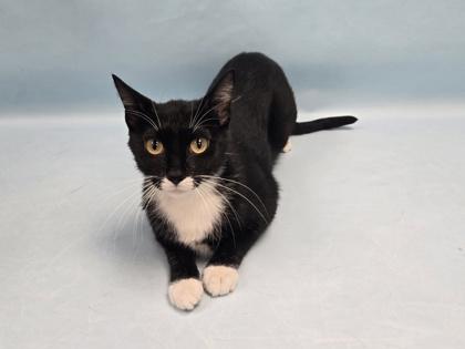 Aphrodite, Adoptable, Adult Female Domestic Short Hair & Domestic Short Hair.