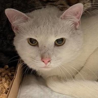 Bro, Adoptable, Young Male Domestic Short Hair.