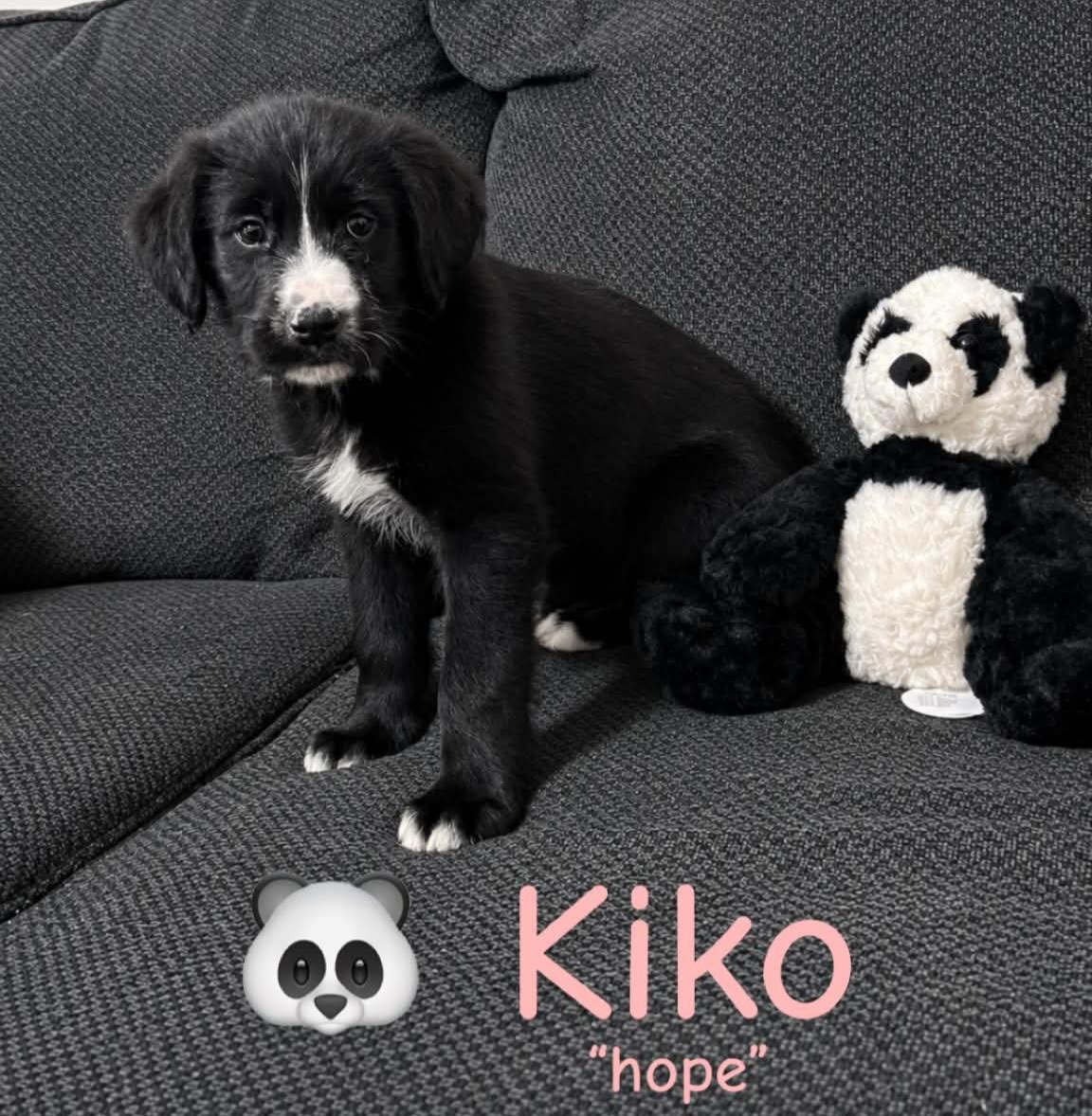 Kiko, ADOPTABLE, Puppy Female Labradoodle.