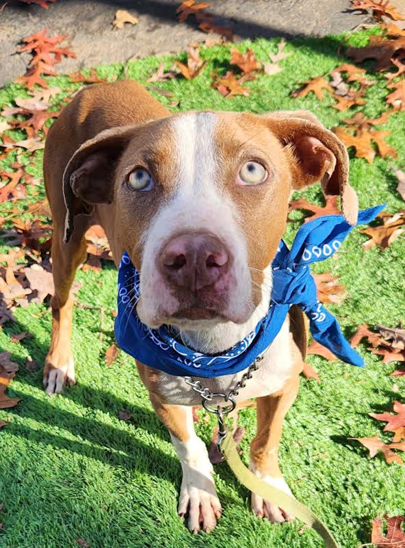 Blueberry, ADOPTABLE, Adult Male Hound & Pit Bull Terrier.
