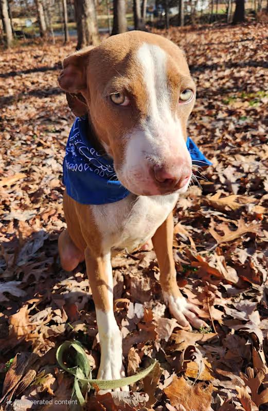 Enlarge Blueberry, a ADOPTABLE mixed breed in Pelzer, SC image 3/4
