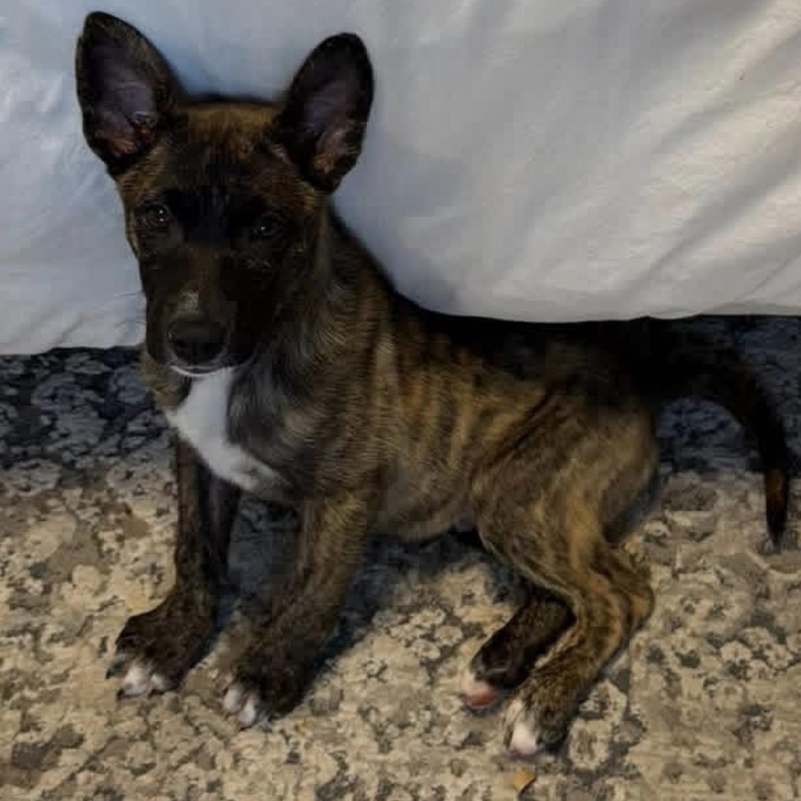 Moose, an adoption pending mixed breed in Rochester, NY image 6/6