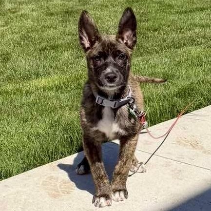 Moose, an adoption pending mixed breed in Rochester, NY image 1/6