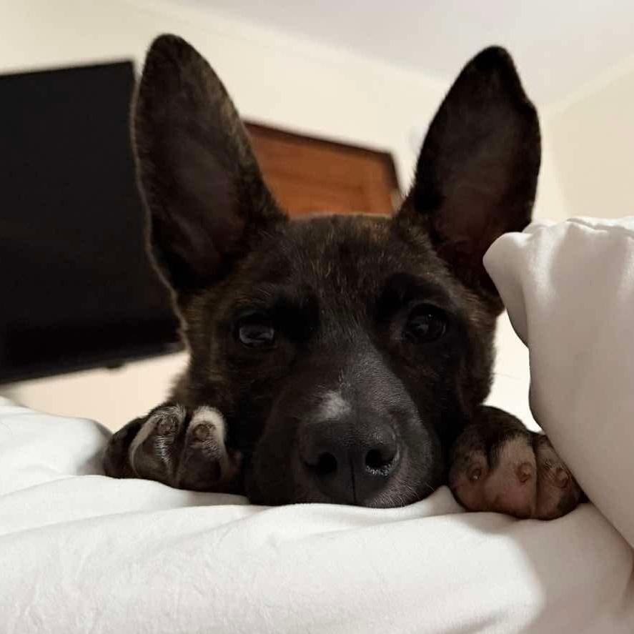 Moose, an adoption pending mixed breed in Rochester, NY image 5/6