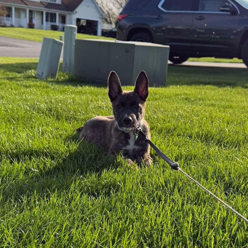 Moose, an adoption pending mixed breed in Rochester, NY image 3/6