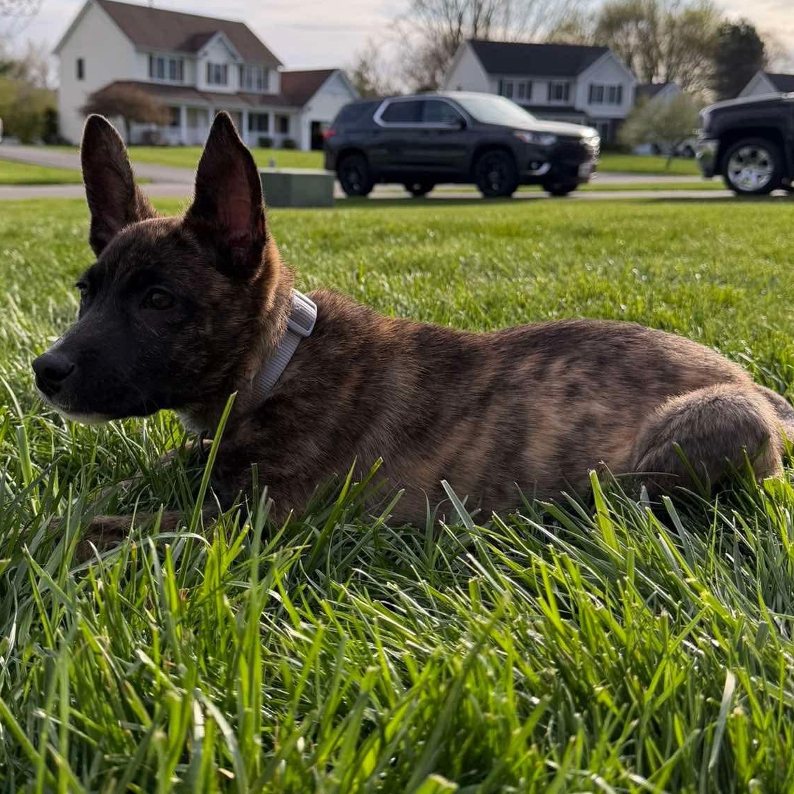 Moose, an adoption pending mixed breed in Rochester, NY image 4/6