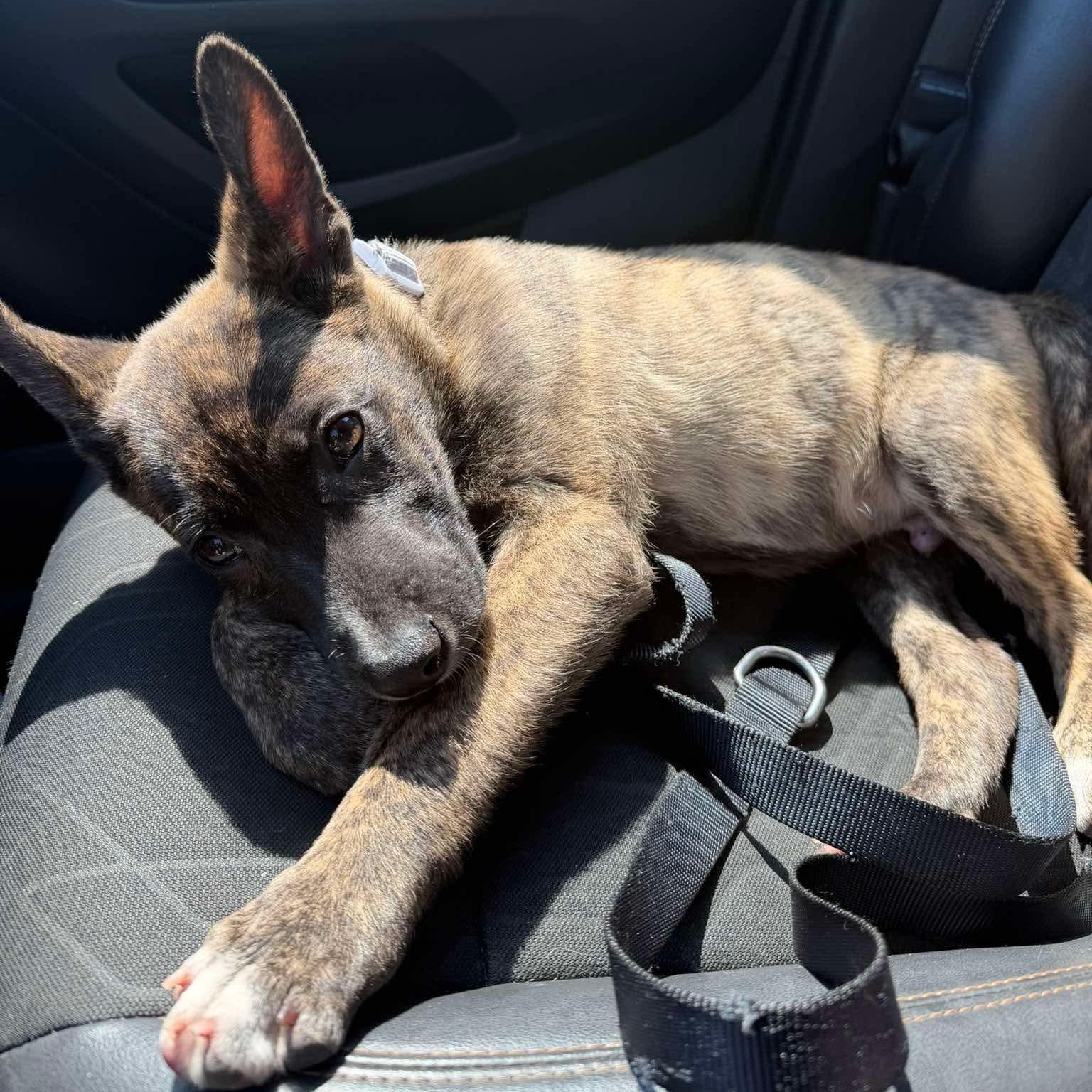 Moose, an adoption pending mixed breed in Rochester, NY image 2/6