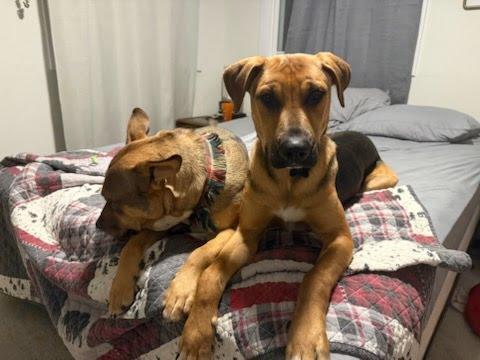 Enlarge Gavin, a ADOPTABLE mixed breed in Oswego, IL image 2/5