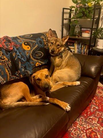 Enlarge Gavin, a ADOPTABLE mixed breed in Oswego, IL image 3/5