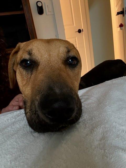 Enlarge Gavin, a ADOPTABLE mixed breed in Oswego, IL image 4/5