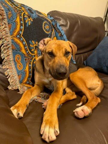 Enlarge Gavin, a ADOPTABLE mixed breed in Oswego, IL image 1/5