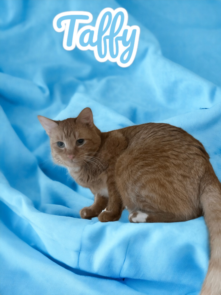 Taffy