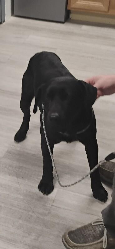 BUDDY 2-4-2026, Adoptable, Adult Male Black Labrador Retriever.