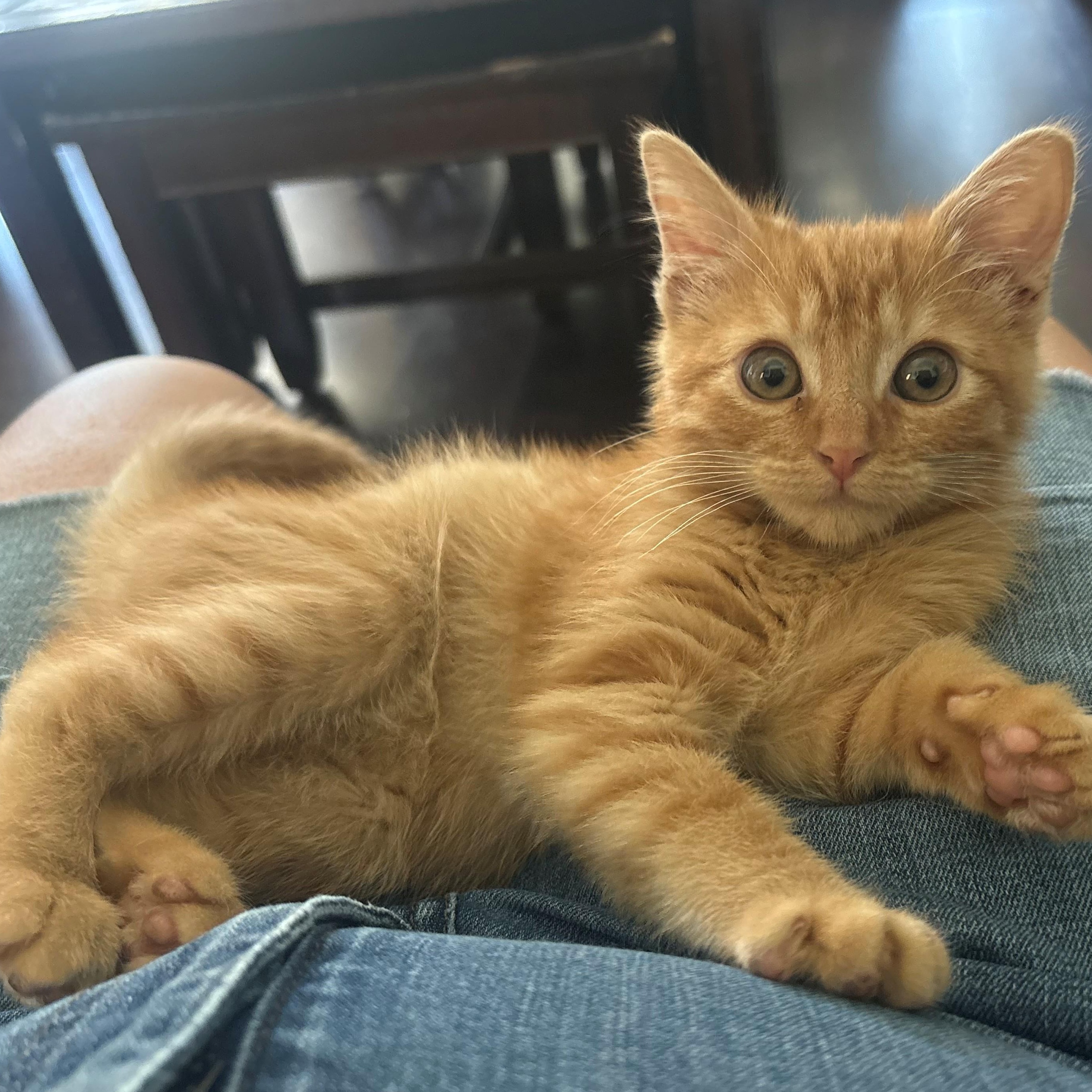 Enlarge Luna, a Adoptable Domestic Medium Hair in Saugus, CA image 3/3