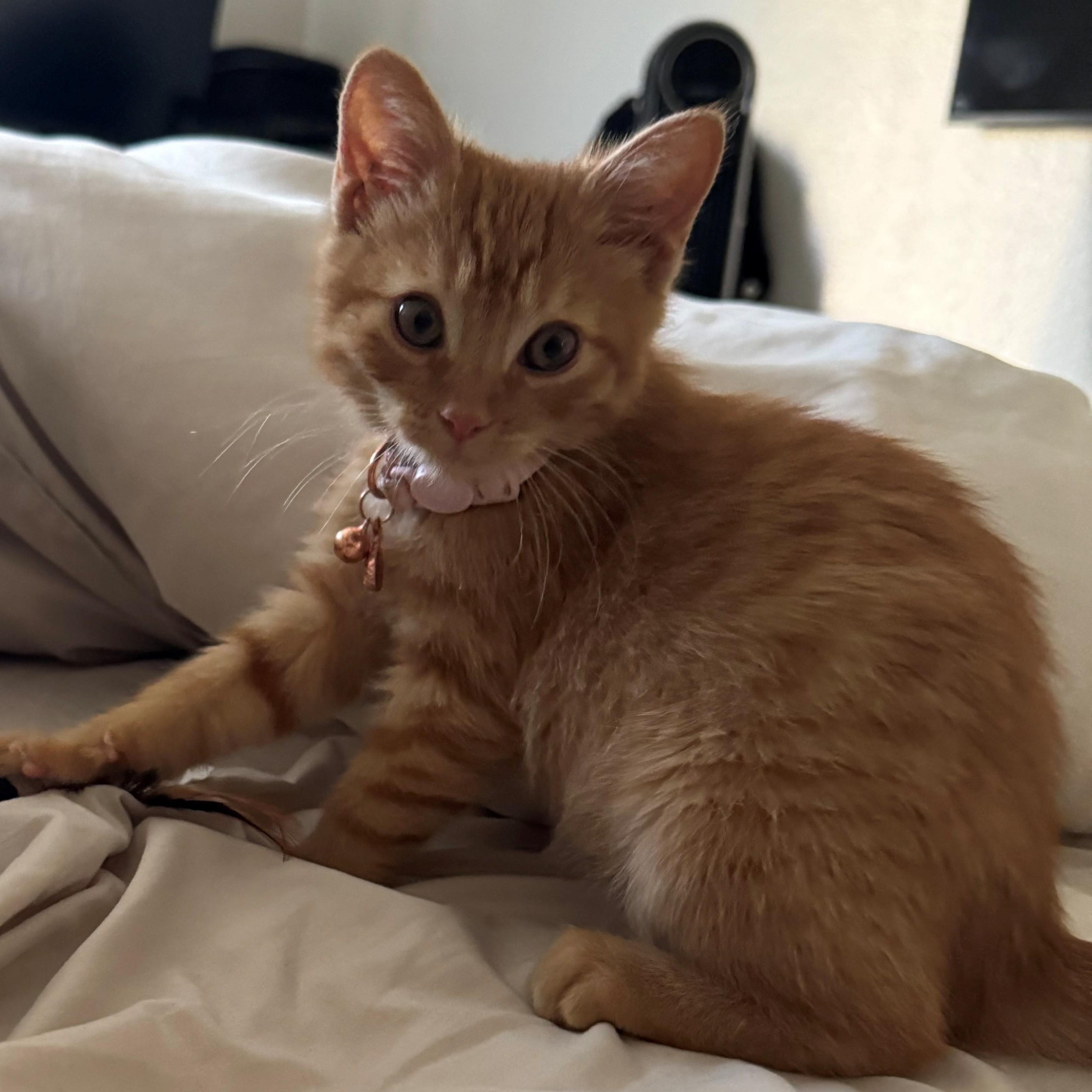 Luna, Adoptable, Kitten Female Domestic Medium Hair.