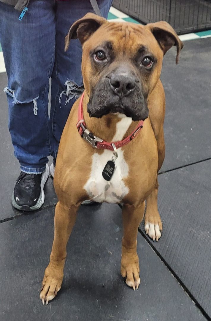 Ruff, a Adoptable Boxer in Clarksburg, MD image 1/5