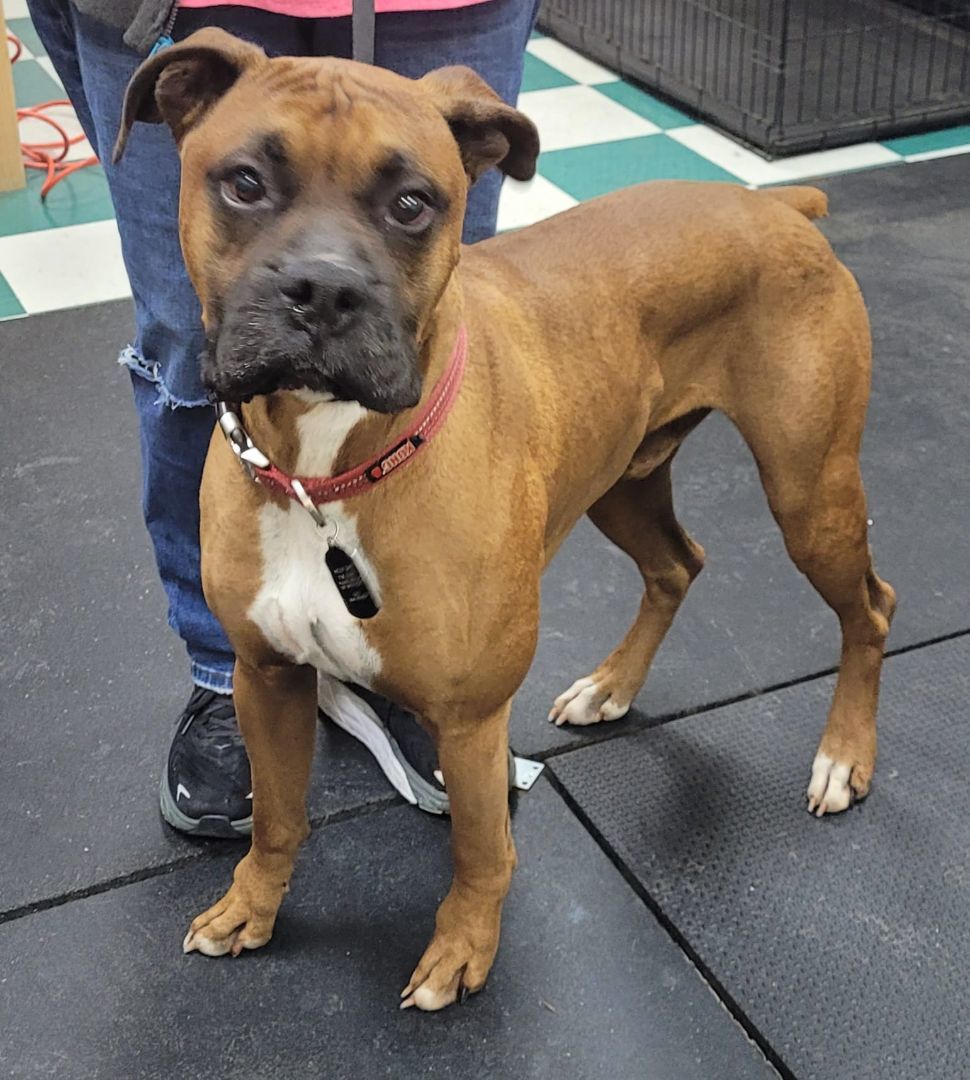 Ruff, a Adoptable Boxer in Clarksburg, MD image 3/5