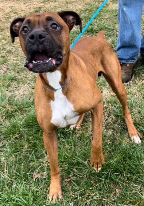 Ruff, a Adoptable Boxer in Clarksburg, MD image 5/5