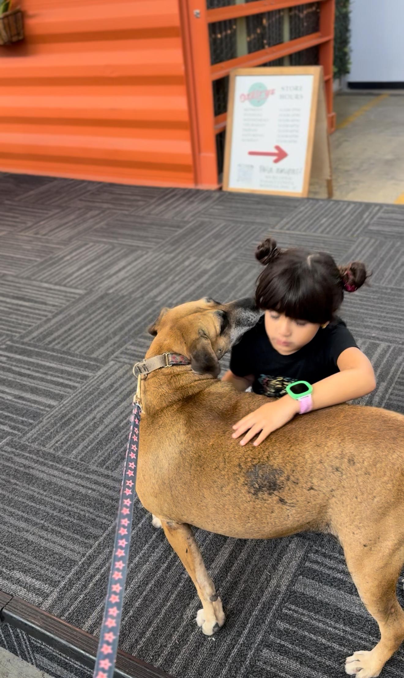 Momma, a Adoptable mixed breed in Cincinnati, OH image 4/6