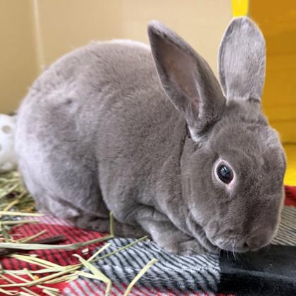 Clifford, Adoptable, Adult Male American & American.