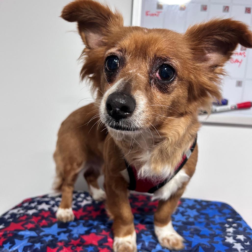 Roxanna Perez, Adoptable, Adult Female Chihuahua & Mixed Breed.