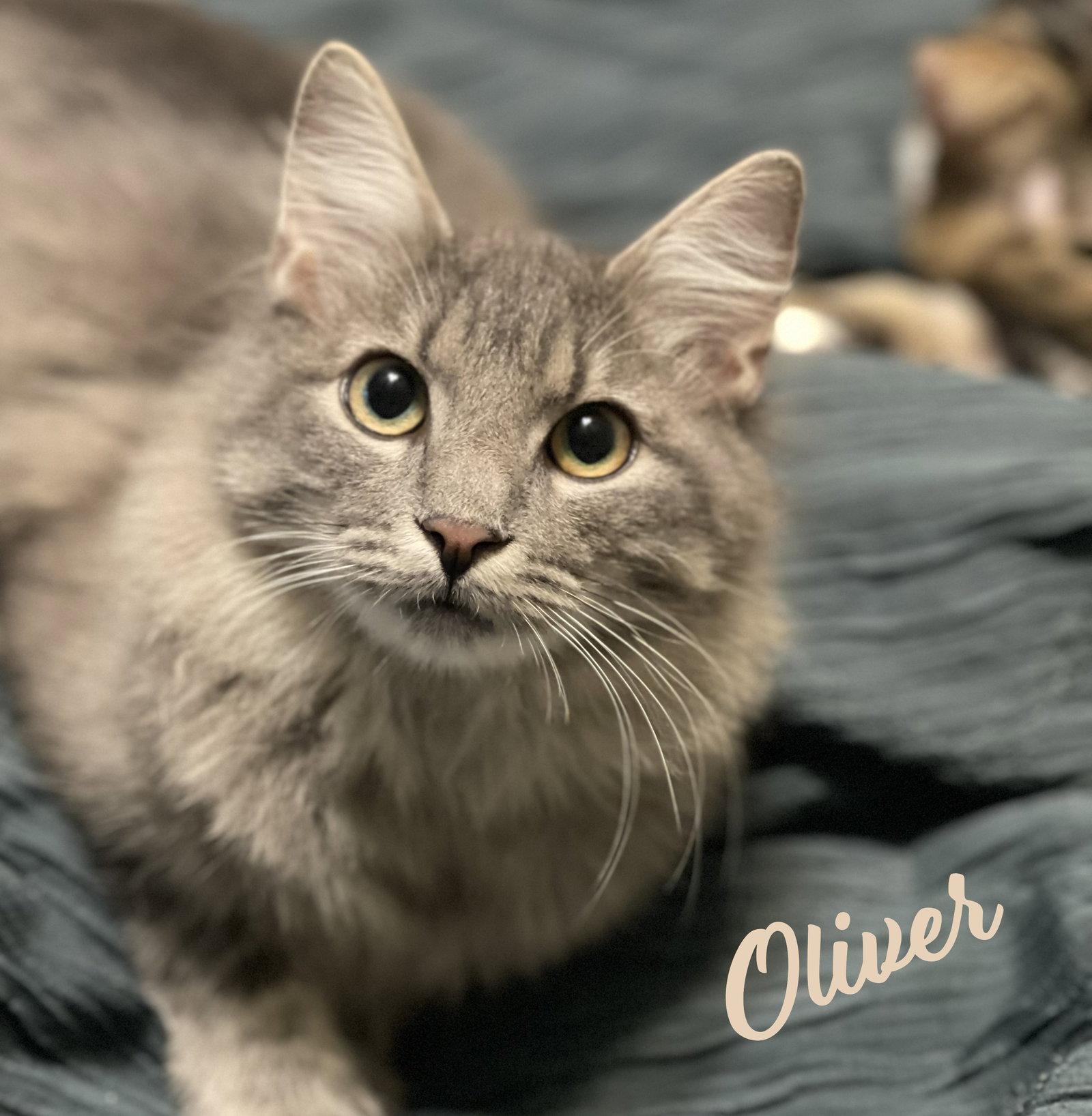 Oliver #mr-fluffy-tail, Adopted, Kitten Male Maine Coon & Domestic Medium Hair.