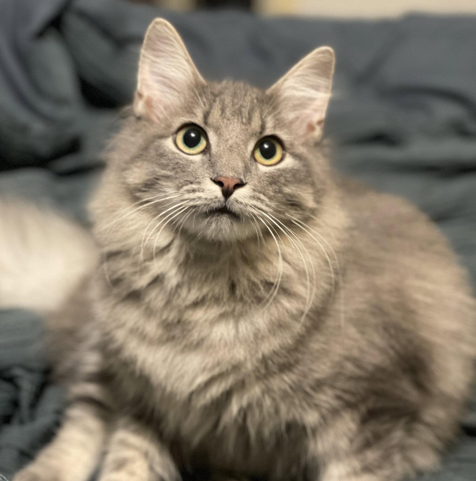 Enlarge Oliver #mr-fluffy-tail, a Adopted mixed breed in Houston, TX image 2/3