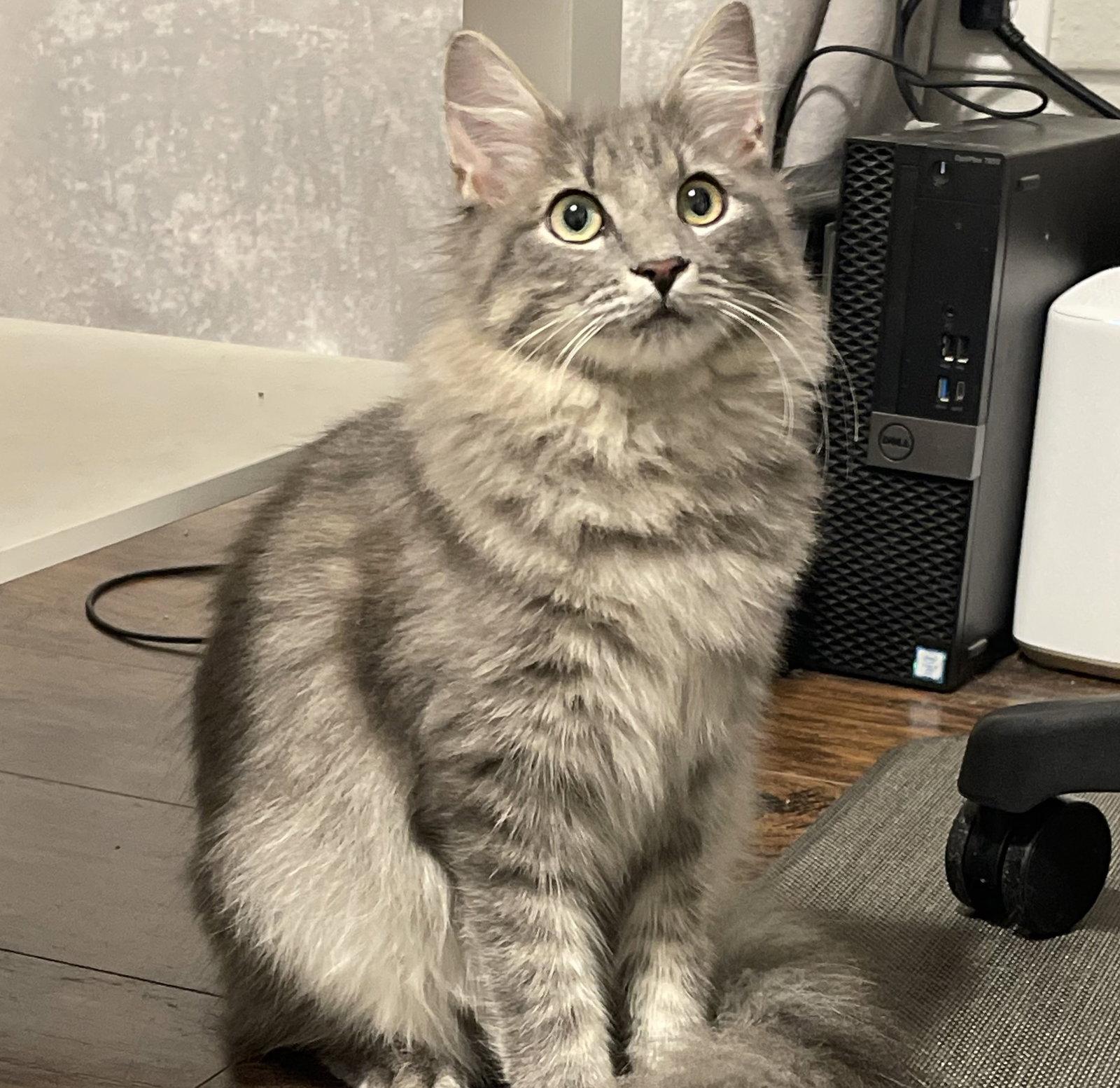Enlarge Oliver #mr-fluffy-tail, a Adopted mixed breed in Houston, TX image 3/3