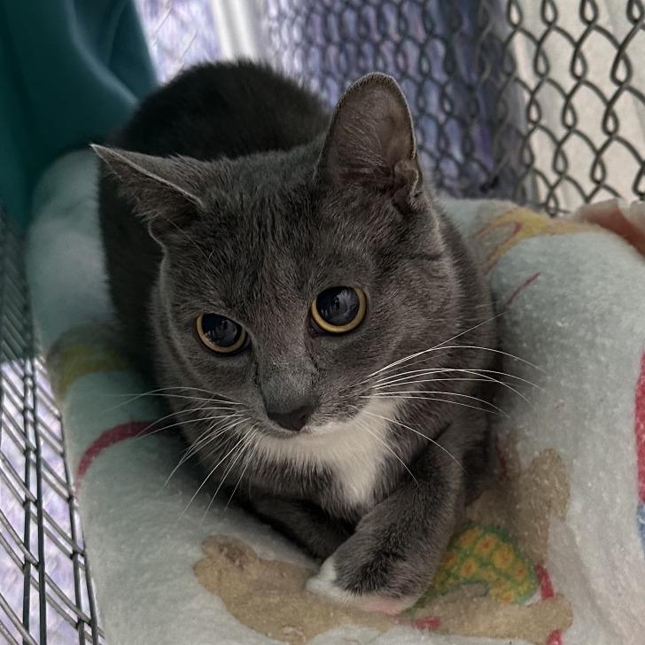 Tinker Toy, Adoptable, Adult Female Domestic Short Hair.