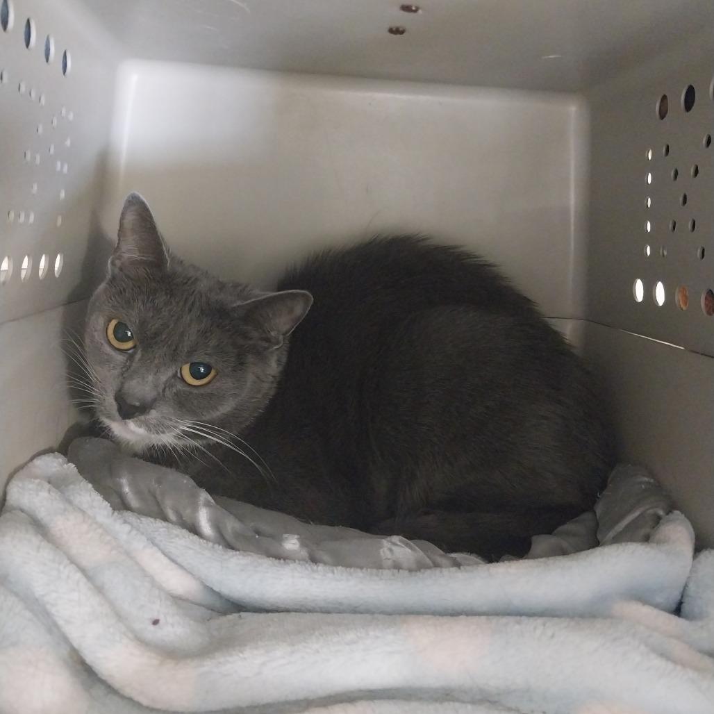 Enlarge Tinker Toy, a Adoptable Domestic Short Hair in East Smithfield , PA image 2/6