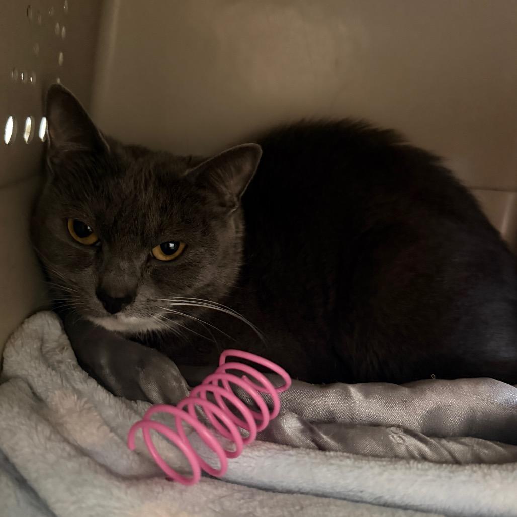 Enlarge Tinker Toy, a Adoptable Domestic Short Hair in East Smithfield , PA image 3/6