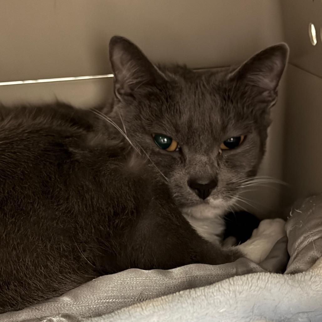 Enlarge Tinker Toy, a Adoptable Domestic Short Hair in East Smithfield , PA image 4/6