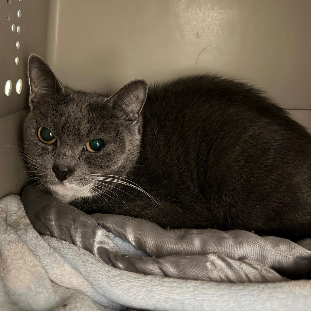 Enlarge Tinker Toy, a Adoptable Domestic Short Hair in East Smithfield , PA image 5/6
