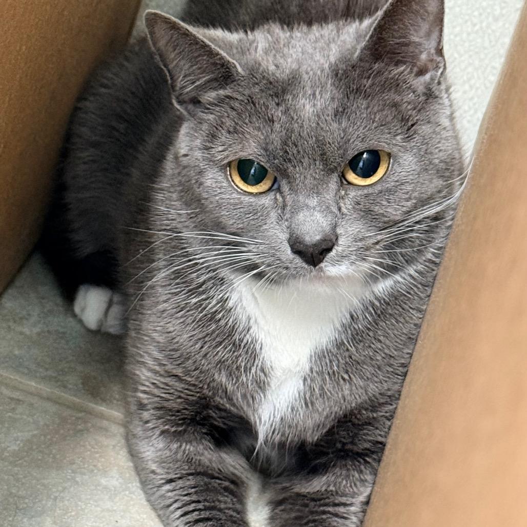 Enlarge Tinker Toy, a Adoptable Domestic Short Hair in East Smithfield , PA image 6/6