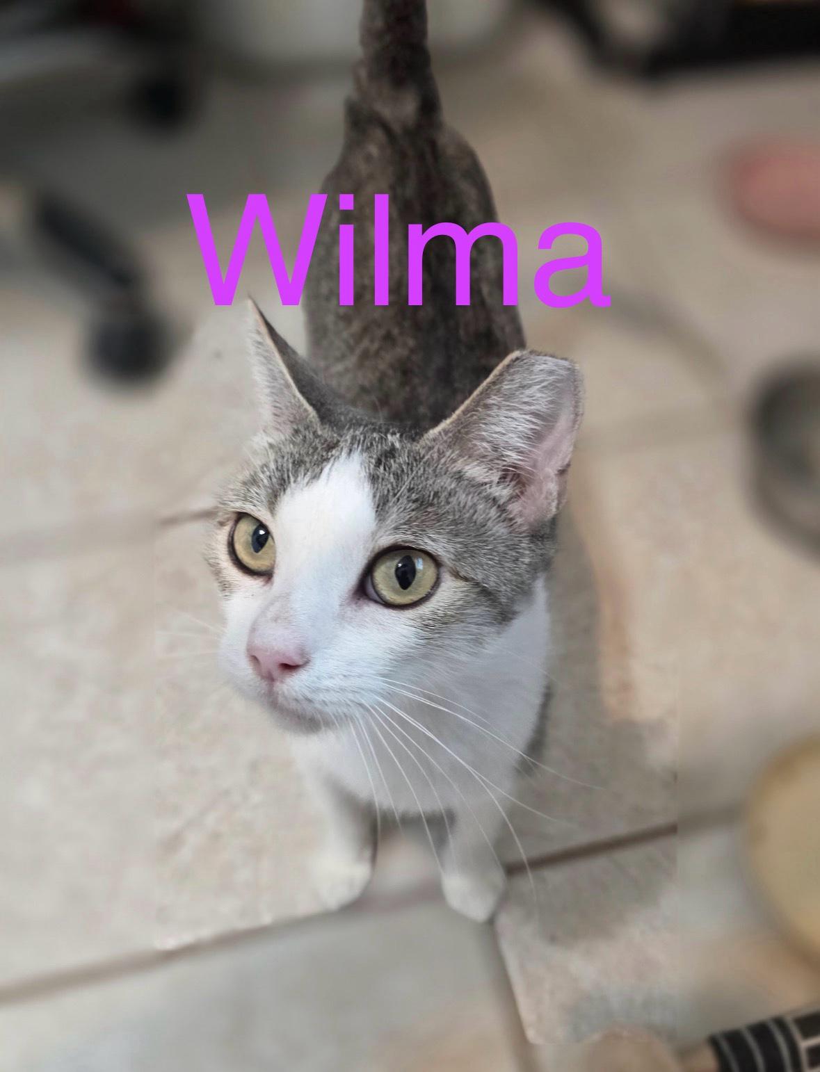 Wilma, ADOPTABLE, Adult Female Domestic Short Hair & Tabby.