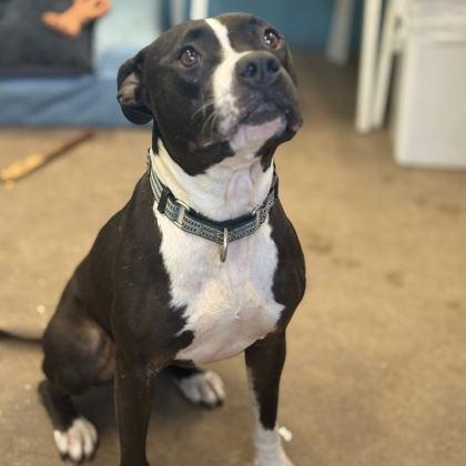 Enlarge JREAM, a Adoptable Mixed Breed in Fernandina Beach, FL image 1/5