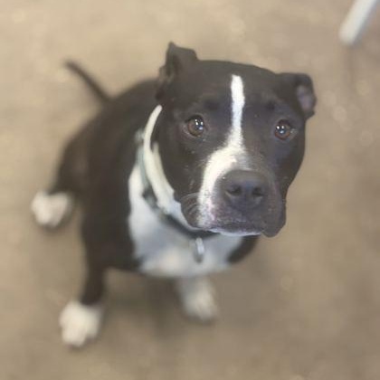 Enlarge JREAM, a Adoptable Mixed Breed in Fernandina Beach, FL image 3/5