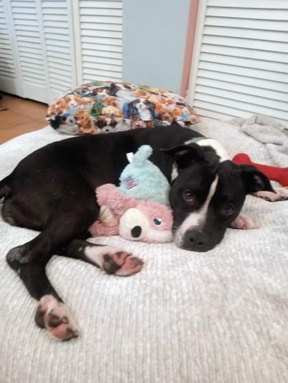 Enlarge JREAM, a Adoptable Mixed Breed in Fernandina Beach, FL image 2/5