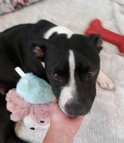 Enlarge JREAM, a Adoptable Mixed Breed in Fernandina Beach, FL image 5/5