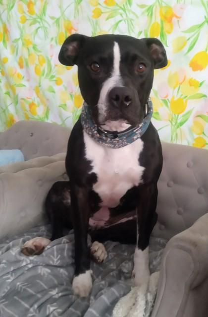 Enlarge JREAM, a Adoptable Mixed Breed in Fernandina Beach, FL image 4/5