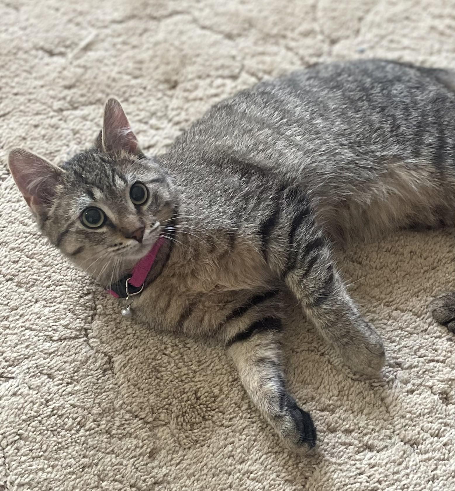 Enlarge Lou, an adopted Domestic Short Hair in Avon, NY image 1/1