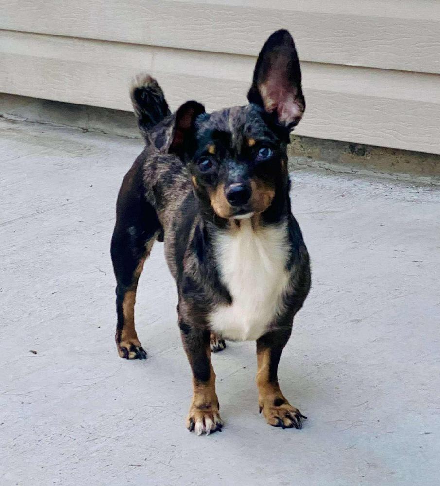 Enlarge Melville - AVAILABLE, a Adoptable mixed breed in Seattle, WA image 1/5