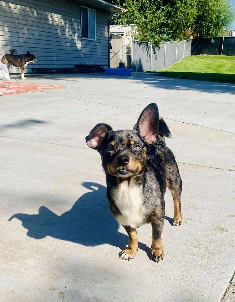 Enlarge Melville - AVAILABLE, a Adoptable mixed breed in Seattle, WA image 2/5