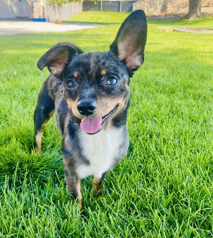 Enlarge Melville - AVAILABLE, a Adoptable mixed breed in Seattle, WA image 3/5