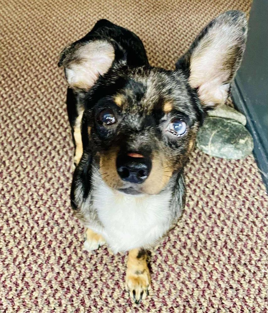 Enlarge Melville - AVAILABLE, a Adoptable mixed breed in Seattle, WA image 4/5