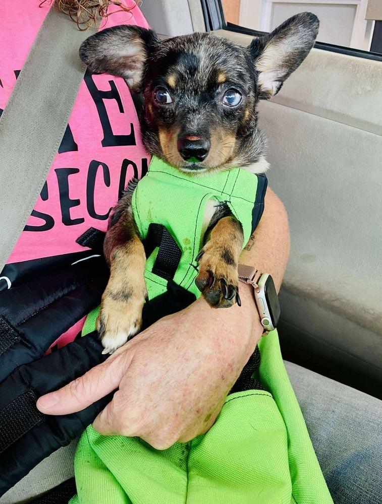 Enlarge Melville - AVAILABLE, a Adoptable mixed breed in Seattle, WA image 5/5