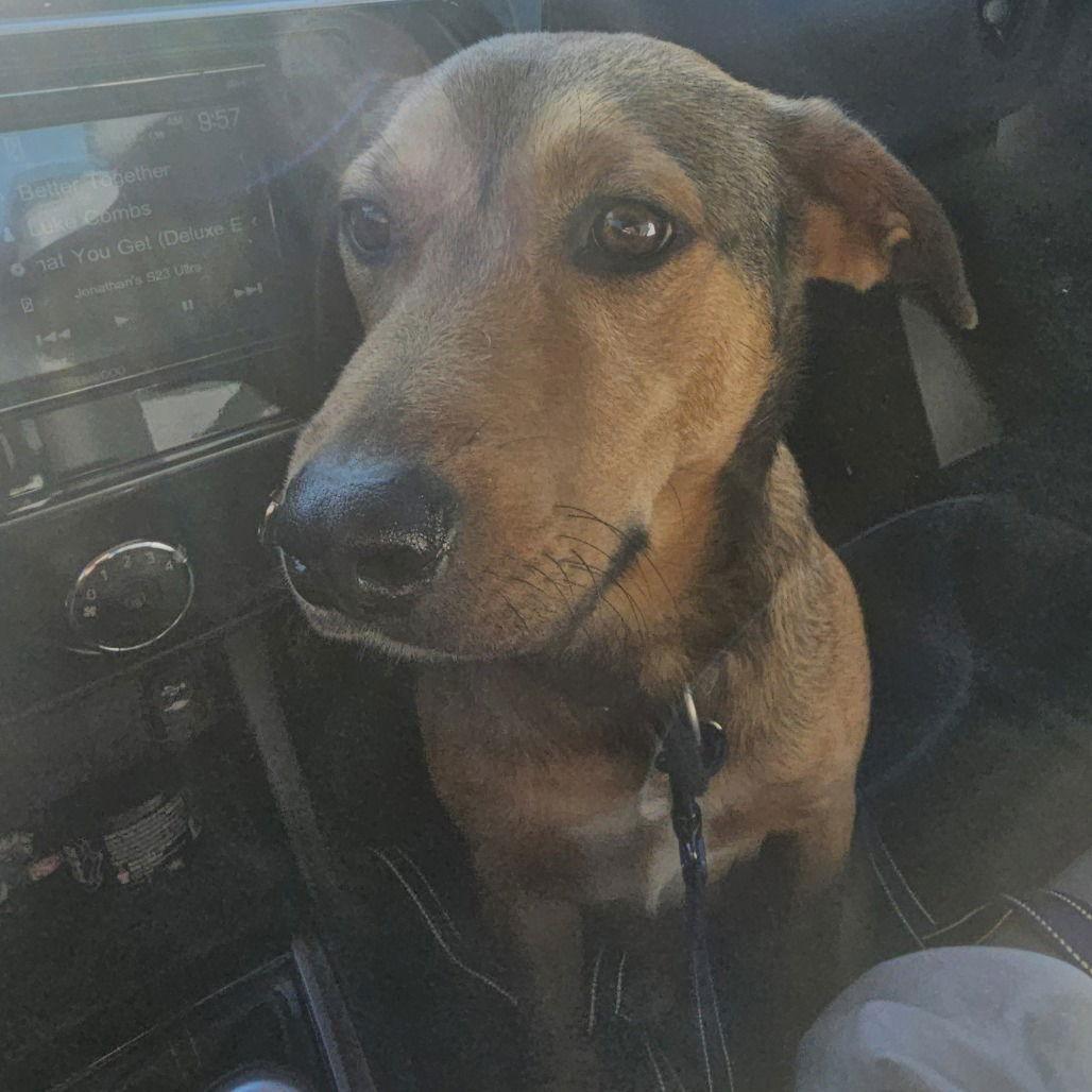 Nemo, a Adoptable Shepherd in Dallas, TX image 1/3